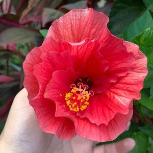 Meet your Posher, Maggie